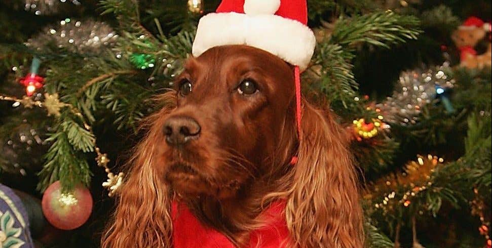 Keeping Pets Safe During The Holidays