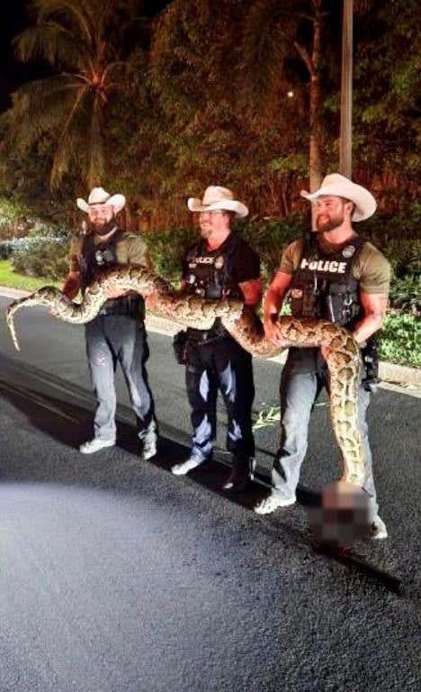 deputies holding 14-foot python found in naples