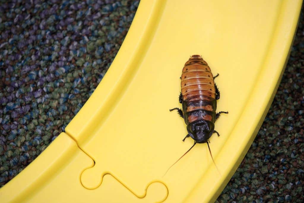 Kentucky Teacher Holds Her Annual "Run For The Roaches" Race For Remote Class