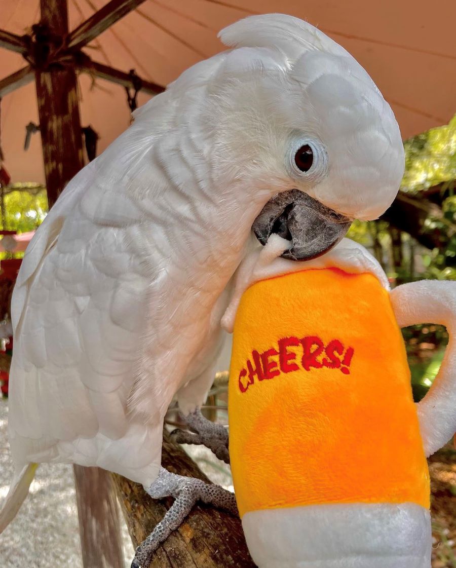 White parrot appearing to drink from a pillow shaped like a beer mug for Brews &amp; Blues for the birds, and SWFL Weekend Fun 