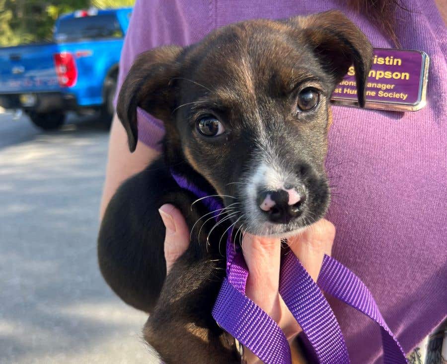 close up of a puppy with floppy ears in the hands of a woman Peanut is an adorable dog need a home in SWFL