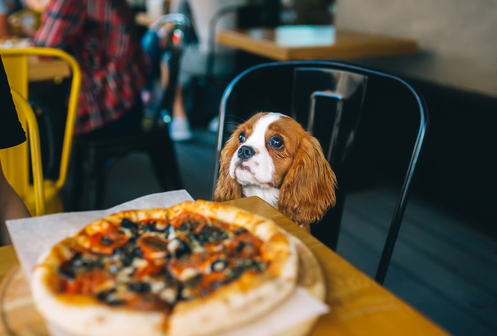 Dog at the table with pizza. Puppy Cavalier King Charles Spaniel in the cafe. Pet at city restaurant. Horizontal portrait. Dog Friendly Restaurants