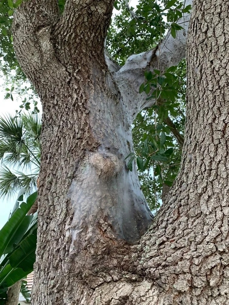 Bark lice climbing up my tree in Southwest Florida