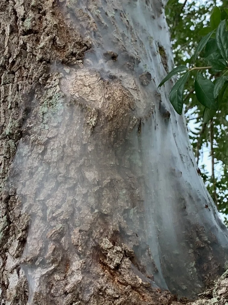 Bark Lice close up