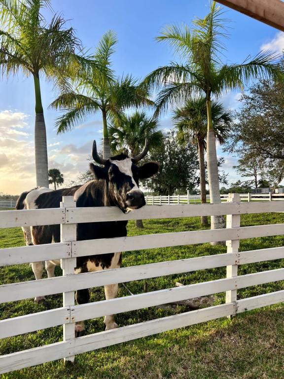 Black and white cow behind a white fence, palm trees and blue sky in the back ground from a farm to table wine dinner